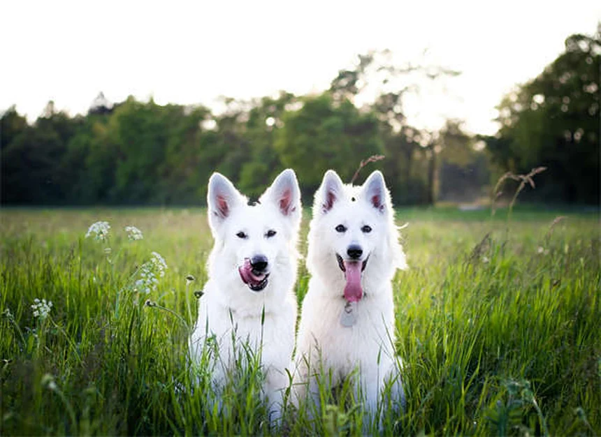 Mon chien peut-il attraper mon rhume ? Décryptage des symptômes