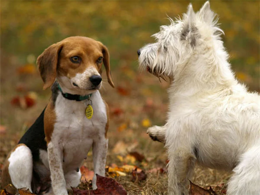 Mon chien peut-il attraper mon rhume ? Décryptage des symptômes