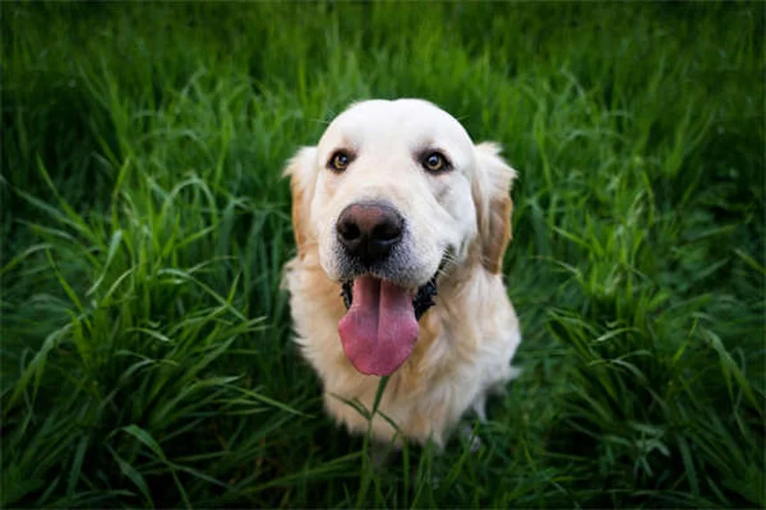 Mon chien peut-il attraper mon rhume ? Décryptage des symptômes
