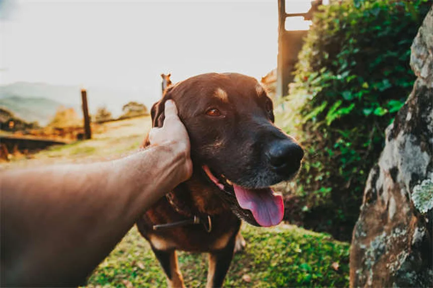 Comment éliminer correctement les crottes de chien ?