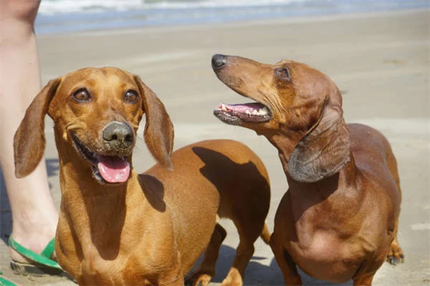 Comment éliminer correctement les crottes de chien ?