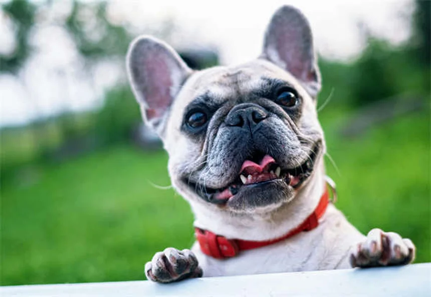 Comment éliminer correctement les crottes de chien ?