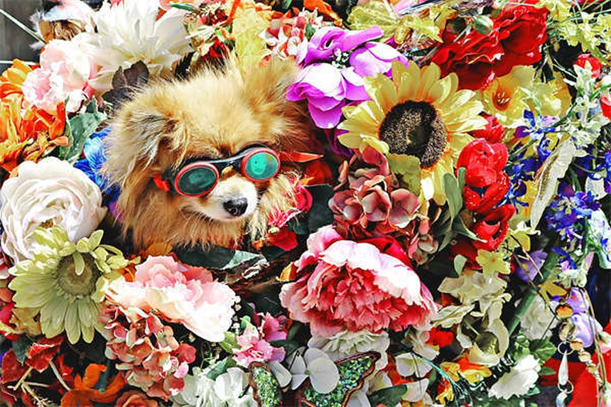 Comment bien s'occuper de son chien : 10 conseils indispensables