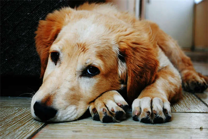 Comment bien s'occuper de son chien : 10 conseils indispensables