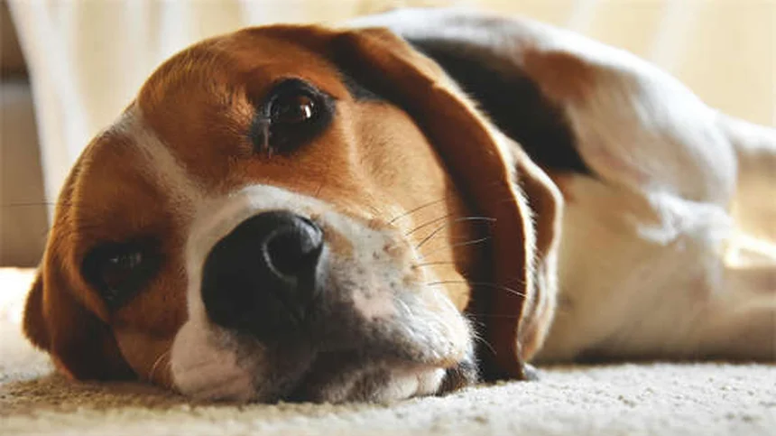 Idées reçues sur les animaux : 12 mythes sur la santé des chiens et chats