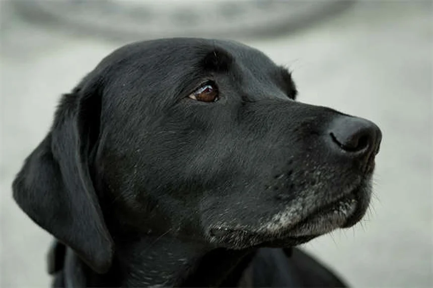 Idées reçues sur les animaux : 12 mythes sur la santé des chiens et chats