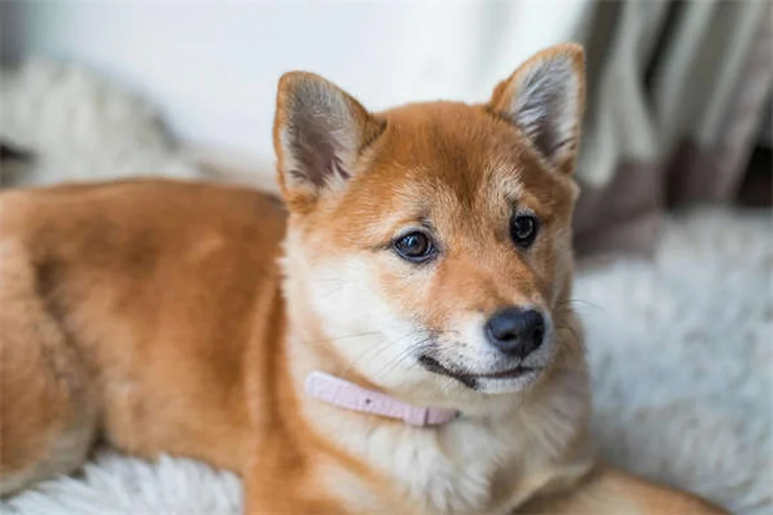 Euthanasie animale : comment accompagner son animal en fin de vie avec dignité
