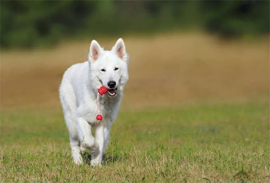 10 essentiels pour votre trousse de premiers soins animaux