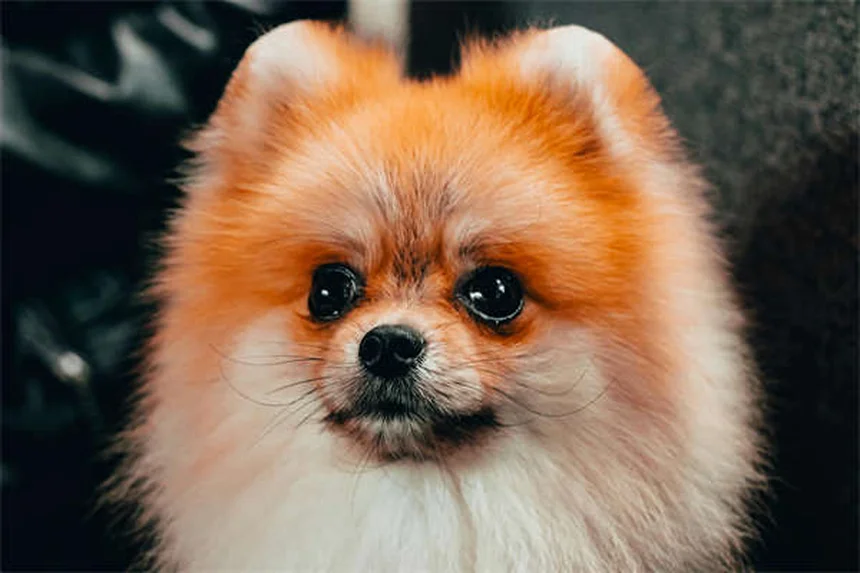10 essentiels pour votre trousse de premiers soins animaux