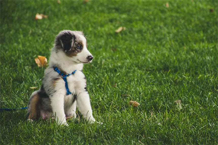 Peigne anti-puces pour chien : le guide ultime pour éliminer les parasites