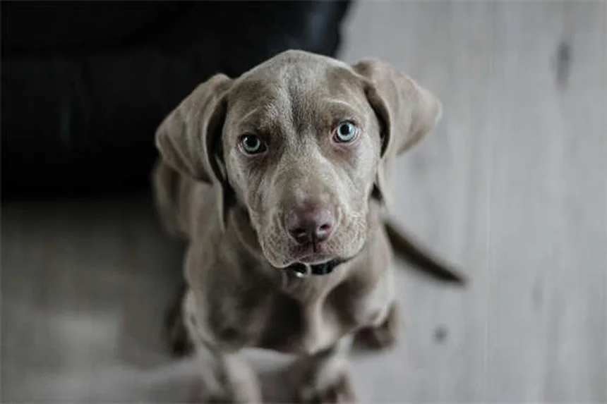 5 astuces pour occuper votre animal seul à la maison
