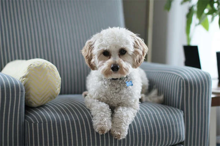 7 conseils vétérinaires pour soulager l'arthrose chez le chien