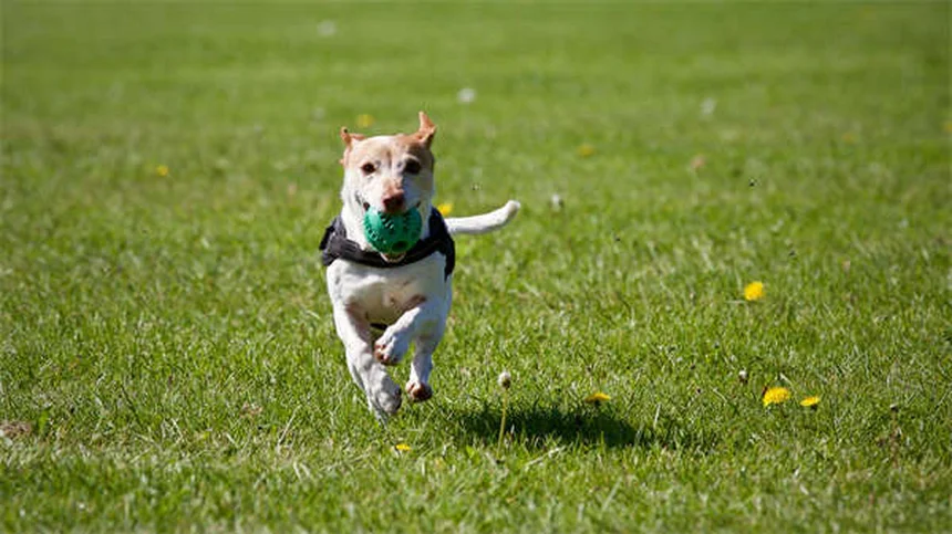 Pourquoi mon chien n'aime pas les câlins ? 5 raisons étonnantes