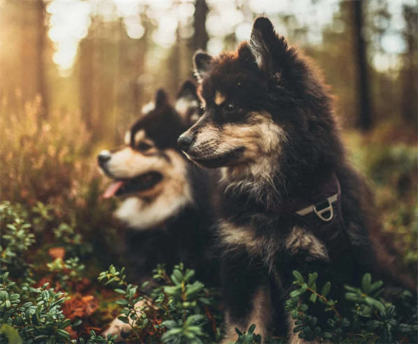 Crémation et enterrement pour animaux : options et conseils pratiques