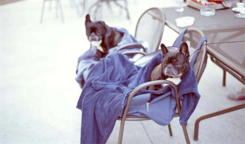 Comment protéger votre sapin de Noël des chats : 10 astuces efficaces