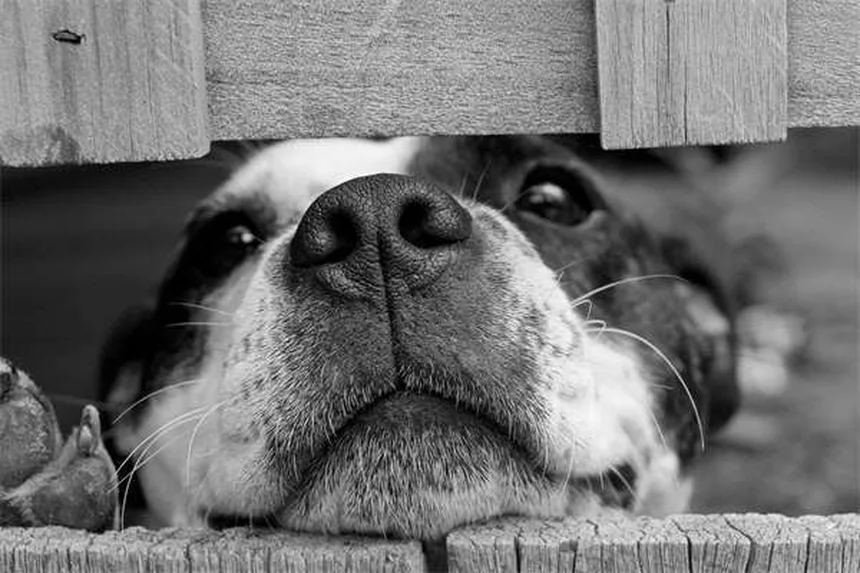 Grippe équine : 5 signes qui doivent alerter tout propriétaire de chevaux