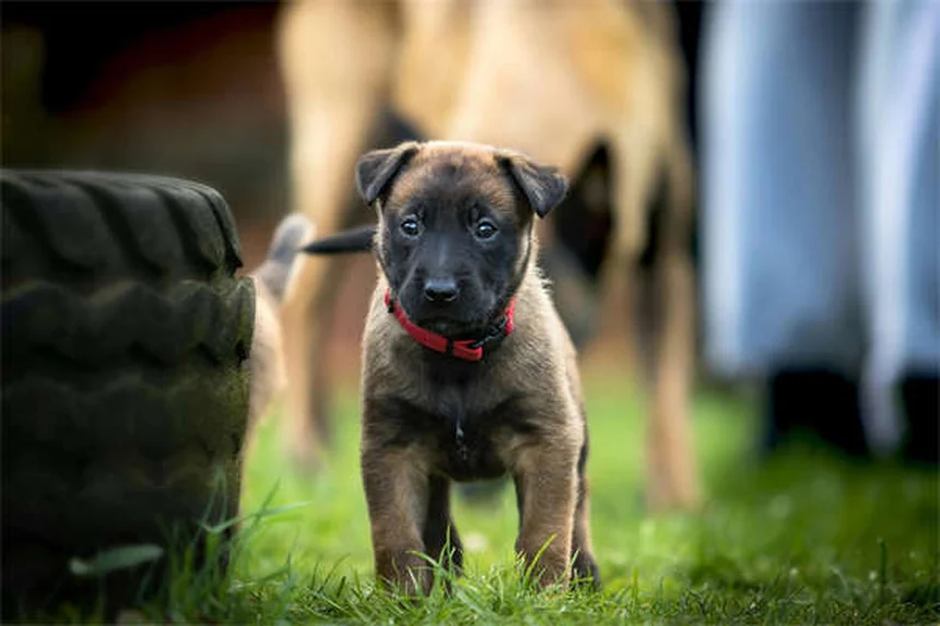 Comment gérer l'agressivité par peur chez votre chien ?