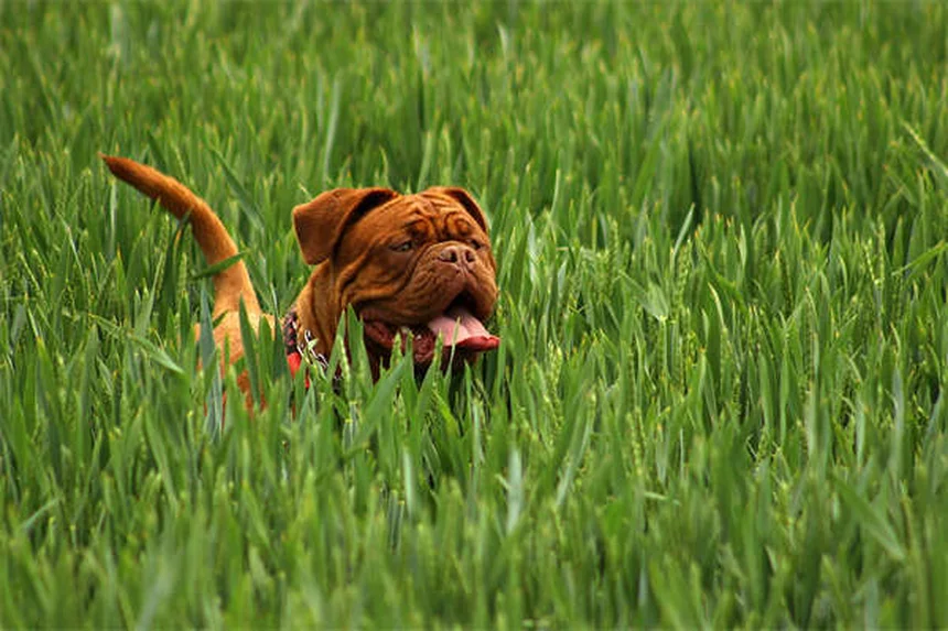 Douleur chez le chien : 5 solutions efficaces pour soulager Médor