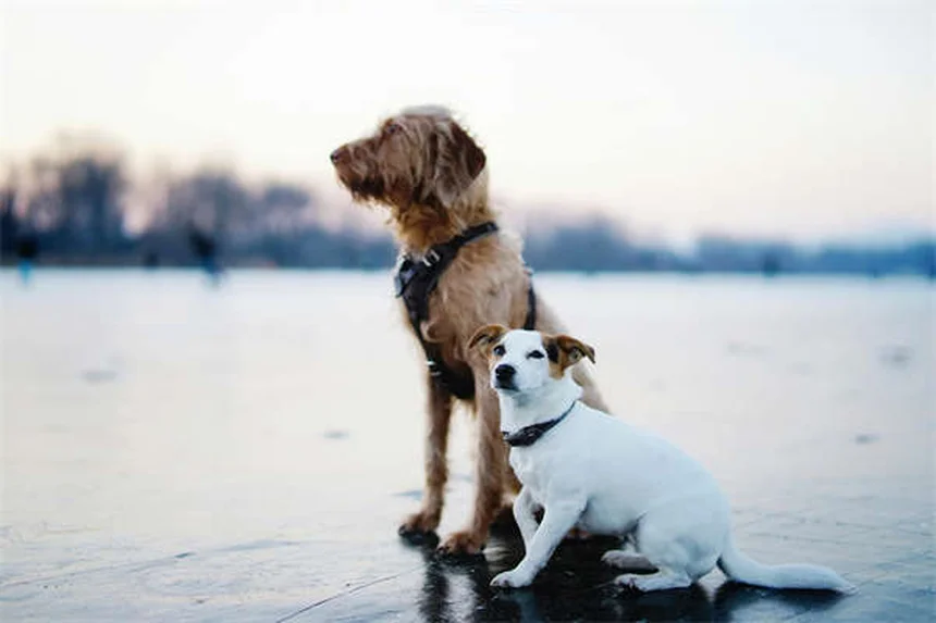 Diarrhée chronique chez le chien : 5 solutions efficaces