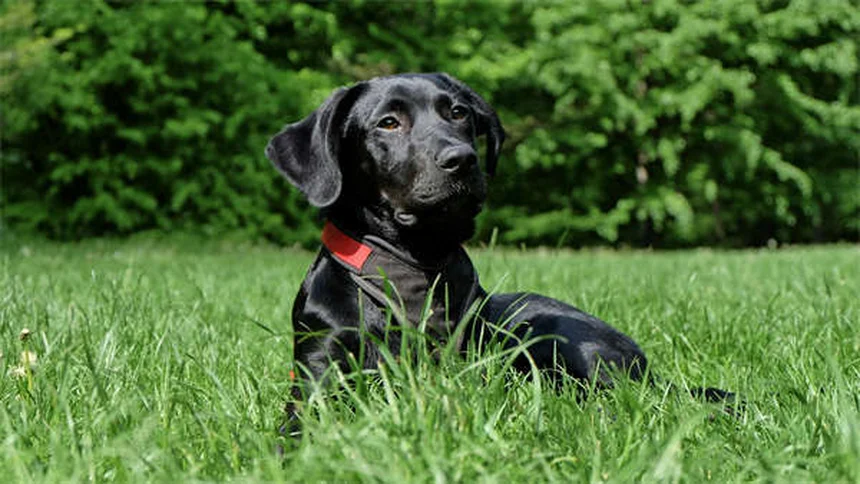 Clavamox® pour chien et chat : le guide complet de l'antibiotique vétérinaire