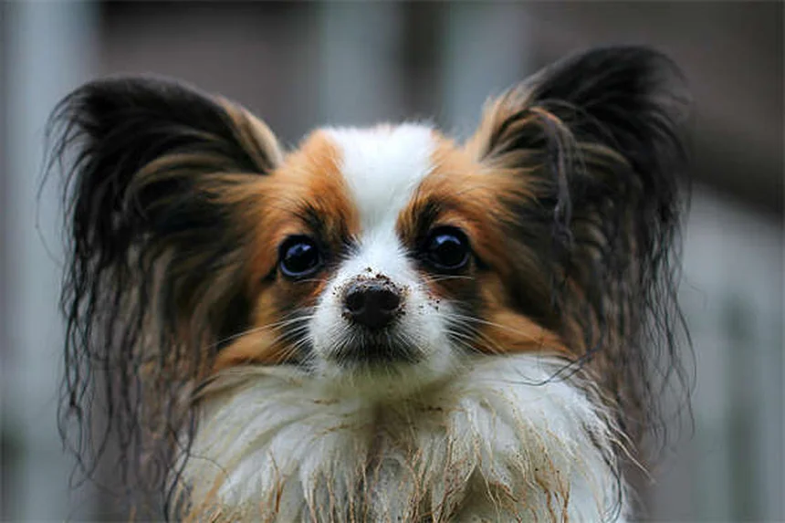 Mon chien est-il allergique à mon chat ? 5 signes à surveiller