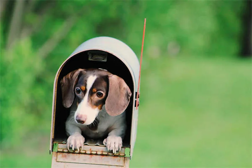 Comment éliminer les puces sur son chien : 5 solutions efficaces