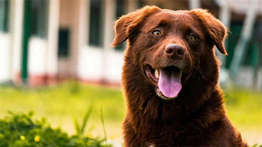 Animaux nocturnes vs crépusculaires : lequel choisir comme animal de compagnie ?