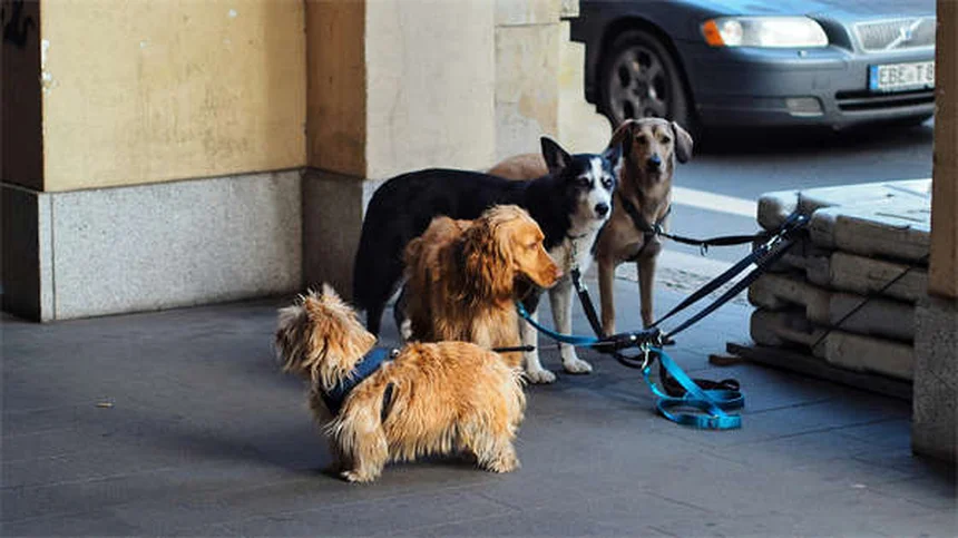 Puces et tiques sur mon chien : solutions rapides et efficaces