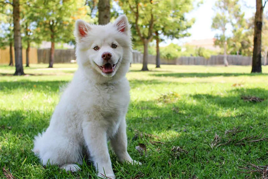 Puces et tiques sur mon chien : solutions rapides et efficaces