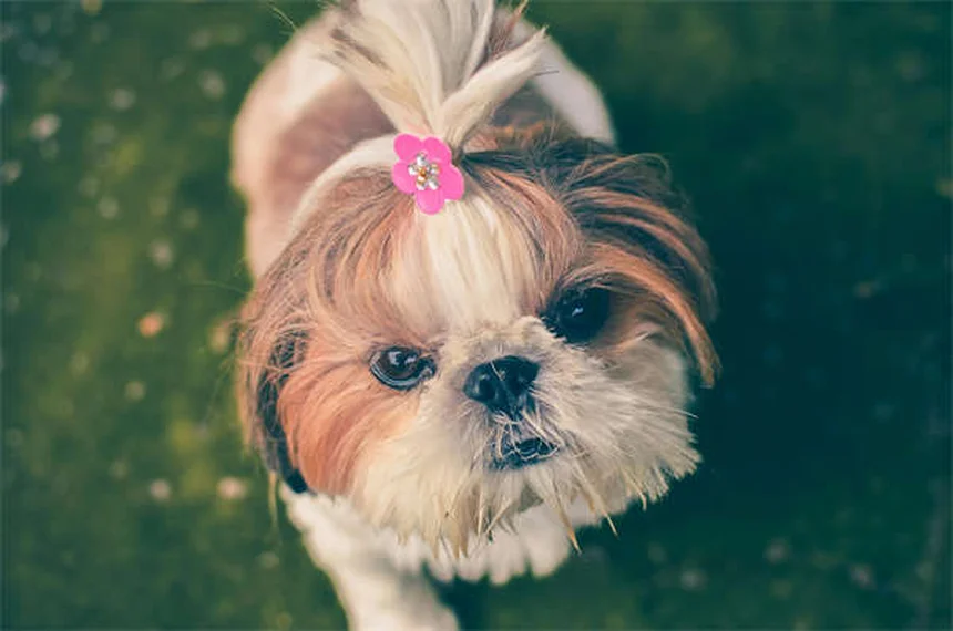 Benadryl pour chien : dosage et précautions essentielles