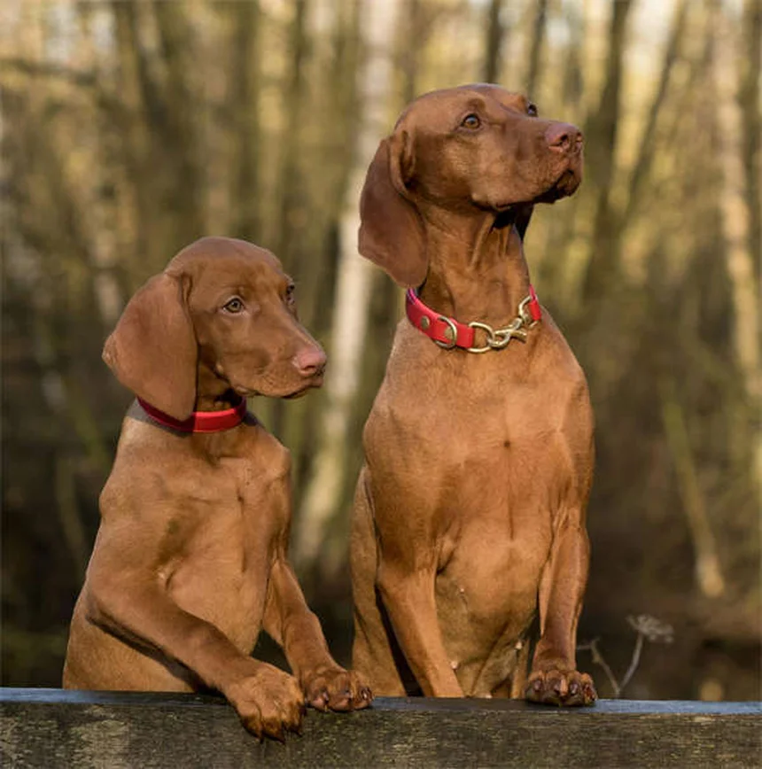 5 races de chiens sauveteurs exceptionnels et leurs incroyables capacités