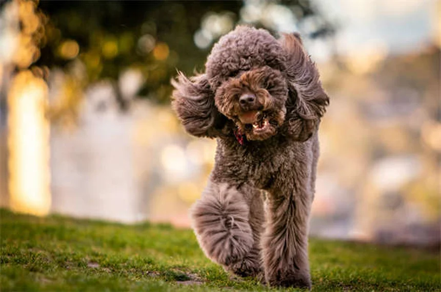 Les chiens militaires : comment les vétérinaires de l'armée les protègent