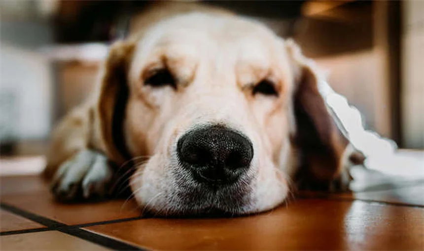 Voyager avec son animal en hiver : 10 conseils sécurité indispensables