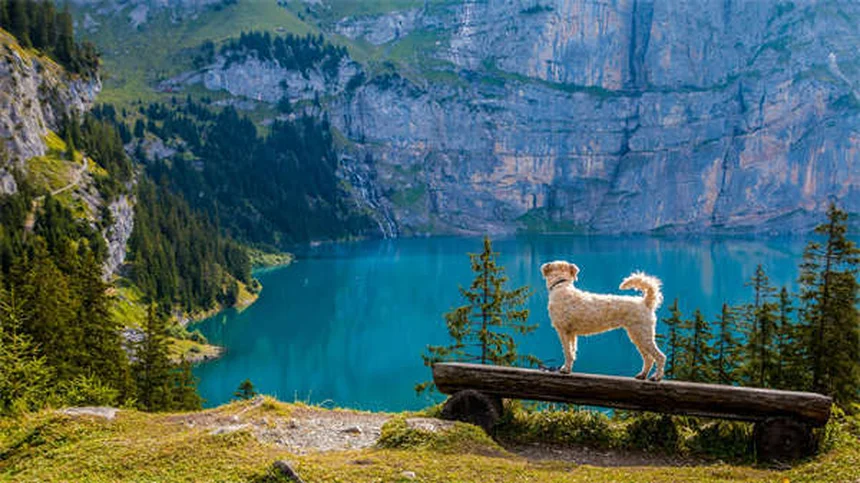 Voyager avec son animal en hiver : 10 conseils sécurité indispensables