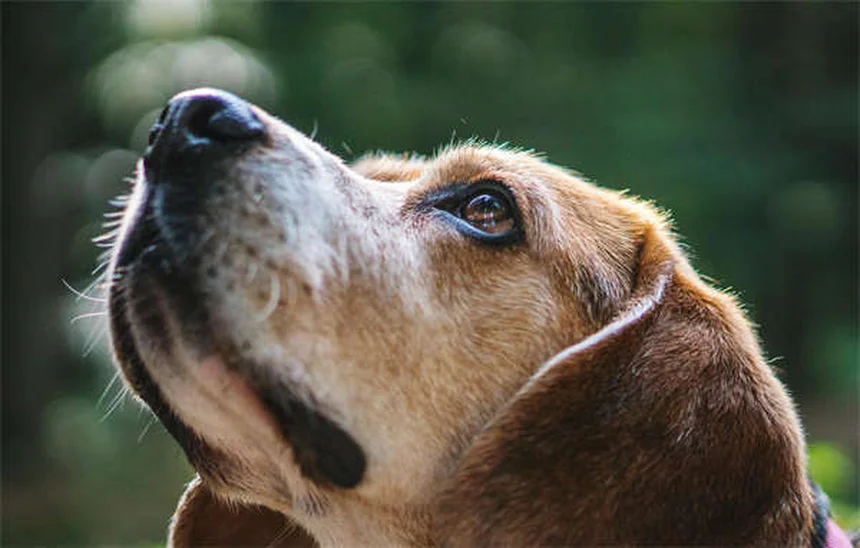 Parvovirus chez le chien : symptômes, traitement et adoption