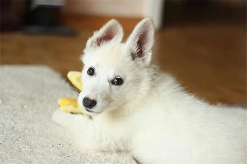 Parvovirus chez le chien : symptômes, traitement et adoption