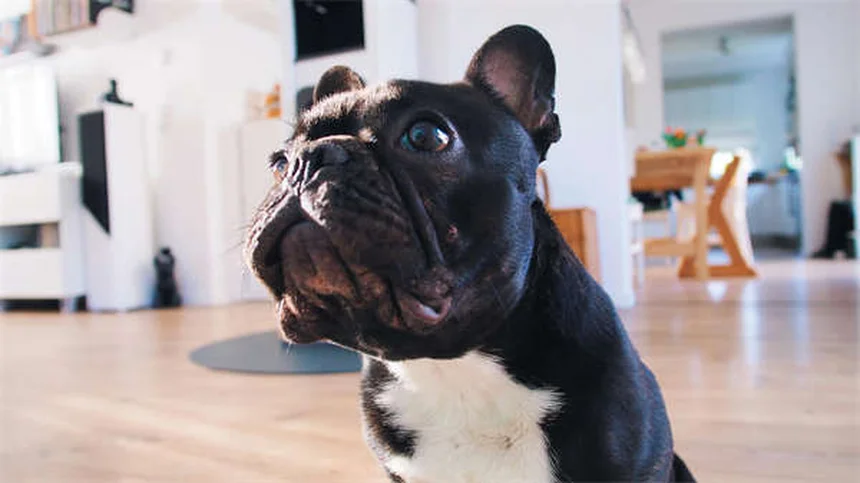 Doodle Dog : Tout savoir sur ces adorables chiens croisés