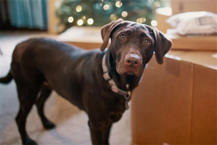 Doodle Dog : Tout savoir sur ces adorables chiens croisés