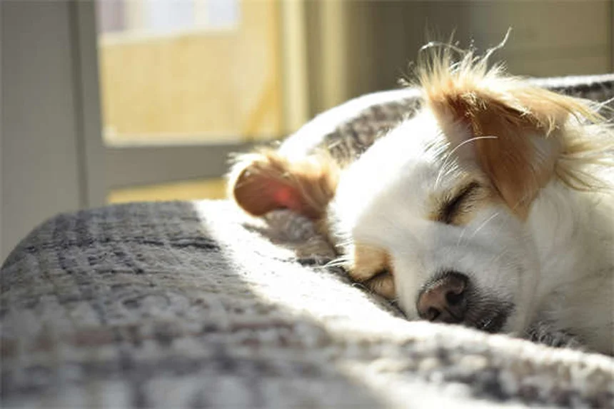 Doodle Dog : Tout savoir sur ces adorables chiens croisés