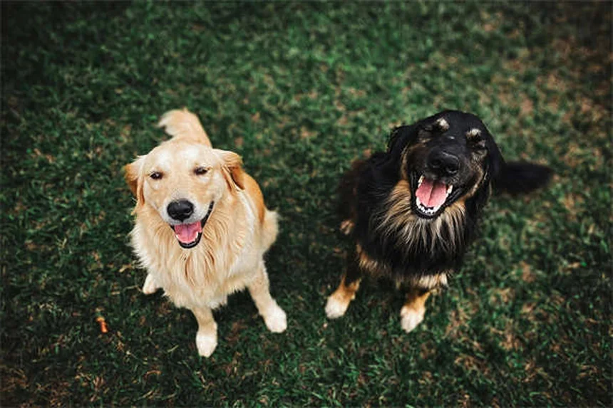 Garde d'animaux à domicile : La meilleure alternative aux chenils