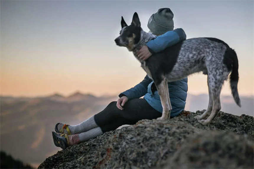 Garde d'animaux à domicile : La meilleure alternative aux chenils