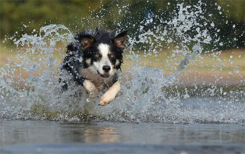 Garde d'animaux à domicile : La meilleure alternative aux chenils